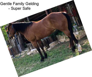 Gentle Family Gelding - Super Safe