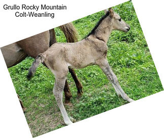 Grullo Rocky Mountain Colt-Weanling