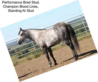 Performance Bred Stud, Champion Blood Lines, Standing At Stud