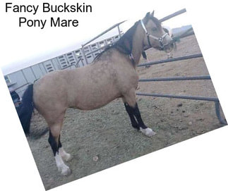 Fancy Buckskin Pony Mare