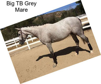 Big TB Grey Mare