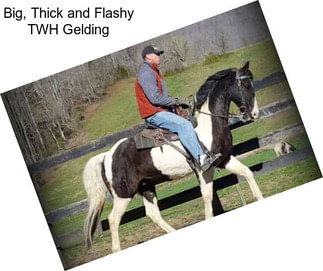 Big, Thick and Flashy TWH Gelding