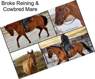 Broke Reining & Cowbred Mare