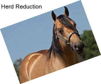 Herd Reduction