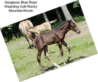 Gorgeous Blue Roan Weanling Colt-Rocky Mountain/Kmsh