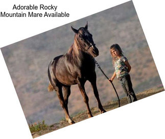 Adorable Rocky Mountain Mare Available