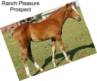 Ranch Pleasure Prospect