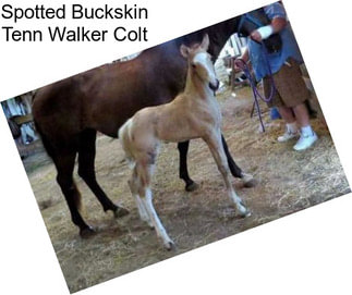 Spotted Buckskin Tenn Walker Colt