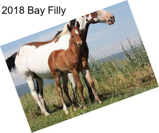 2018 Bay Filly