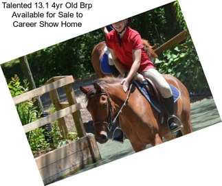 Talented 13.1 4yr Old Brp Available for Sale to Career Show Home