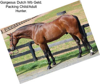 Gorgeous Dutch Wb Geld. Packing Child/Adult Hunter.