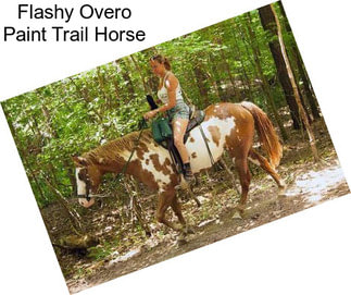 Flashy Overo Paint Trail Horse