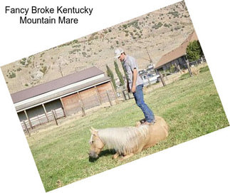 Fancy Broke Kentucky Mountain Mare