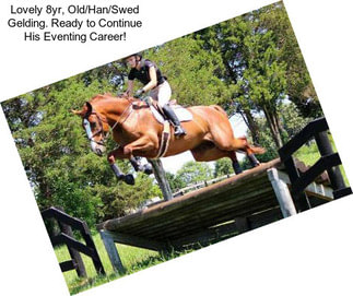 Lovely 8yr, Old/Han/Swed Gelding. Ready to Continue His Eventing Career!