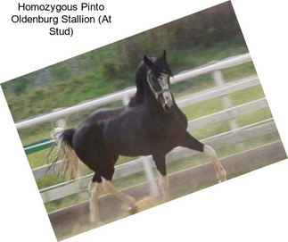 Homozygous Pinto Oldenburg Stallion (At Stud)