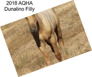 2018 AQHA Dunalino Filly