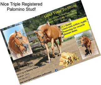 Nice Triple Registered Palomino Stud!