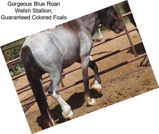 Gorgeous Blue Roan Welsh Stallion, Guaranteed Colored Foals