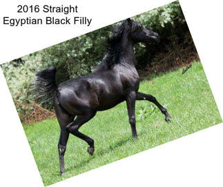 2016 Straight Egyptian Black Filly