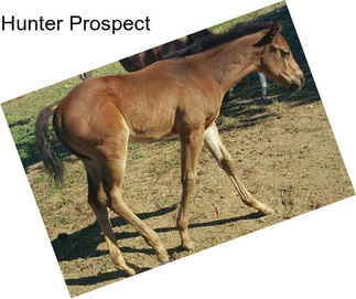 Hunter Prospect
