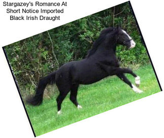 Stargazey\'s Romance At Short Notice Imported Black Irish Draught