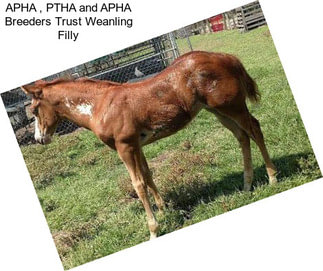 APHA , PTHA and APHA Breeders Trust Weanling Filly