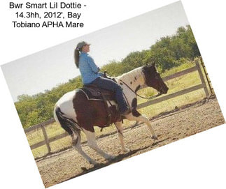 Bwr Smart Lil Dottie - 14.3hh, 2012\', Bay Tobiano APHA Mare