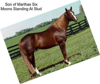 Son of Marthas Six Moons Standing At Stud