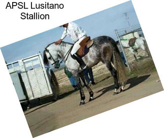 APSL Lusitano Stallion