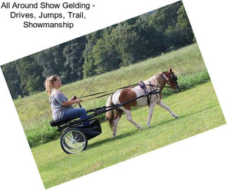 All Around Show Gelding - Drives, Jumps, Trail, Showmanship