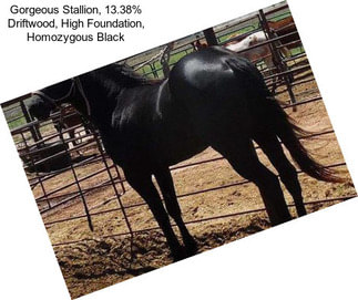 Gorgeous Stallion, 13.38% Driftwood, High % Foundation, Homozygous Black