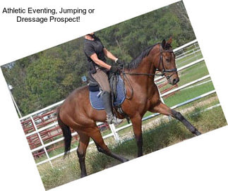 Athletic Eventing, Jumping or Dressage Prospect!