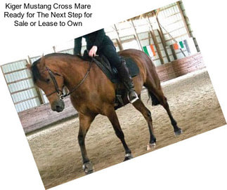 Kiger Mustang Cross Mare Ready for The Next Step for Sale or Lease to Own