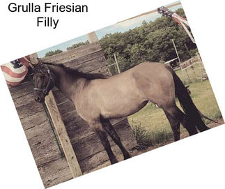 Grulla Friesian Filly