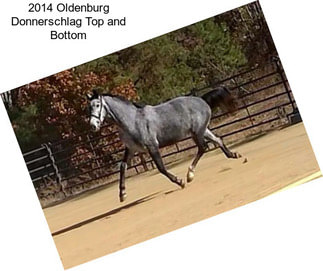 2014 Oldenburg Donnerschlag Top and Bottom