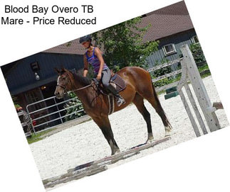 Blood Bay Overo TB Mare - Price Reduced