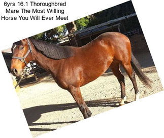 6yrs 16.1 Thoroughbred Mare The Most Willing Horse You Will Ever Meet