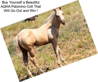 Buy Yourself a Beautiful AQHA Palomino Colt That Will Go Out and Win !