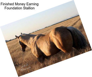 Finished Money Earning Foundation Stallion