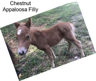 Chestnut Appaloosa Filly