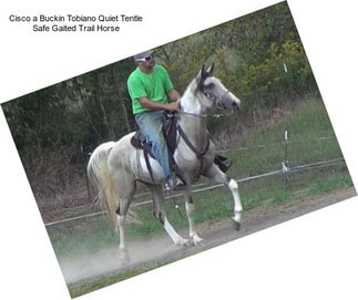Cisco a Buckin Tobiano Quiet Tentle Safe Gaited Trail Horse