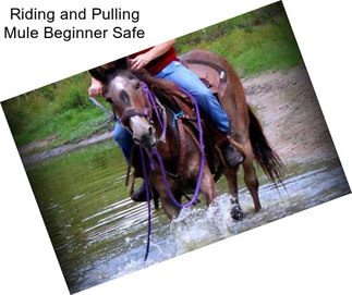Riding and Pulling Mule Beginner Safe