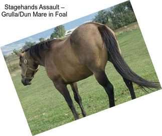 Stagehands Assault – Grulla/Dun Mare in Foal