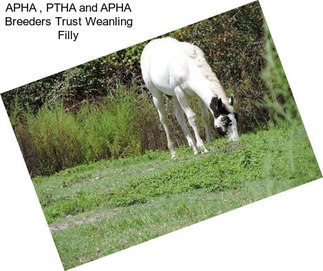 APHA , PTHA and APHA Breeders Trust Weanling Filly