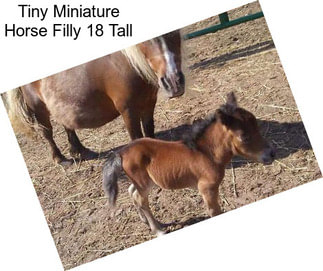 Tiny Miniature Horse Filly 18\