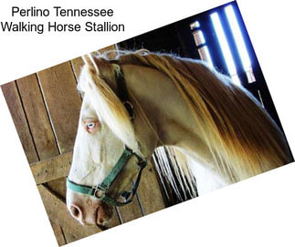 Perlino Tennessee Walking Horse Stallion