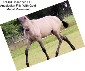 ANCCE Inscribed PRE Andalusian Filly With Gold Medal Movement