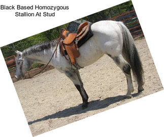 Black Based Homozygous Stallion At Stud