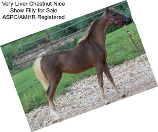 Very Liver Chestnut Nice Show Filly for Sale ASPC/AMHR Registered