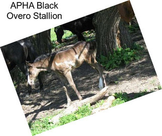 APHA Black Overo Stallion
